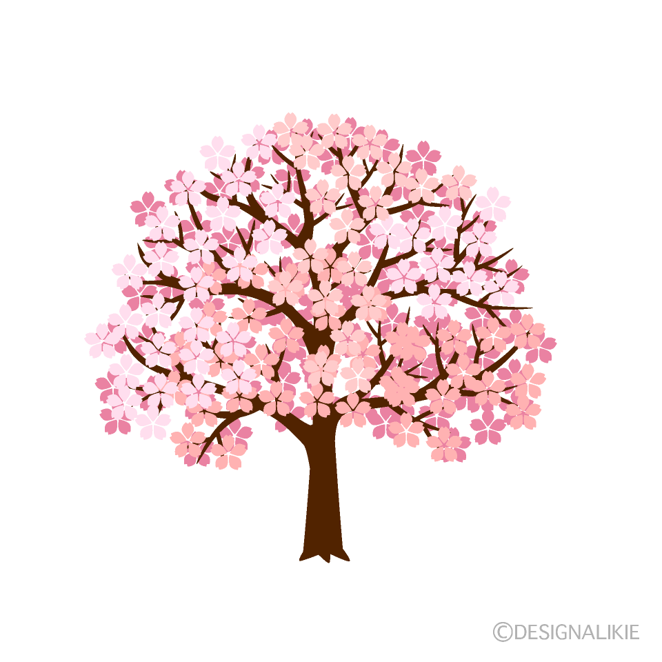 Cherry Blossom Tree