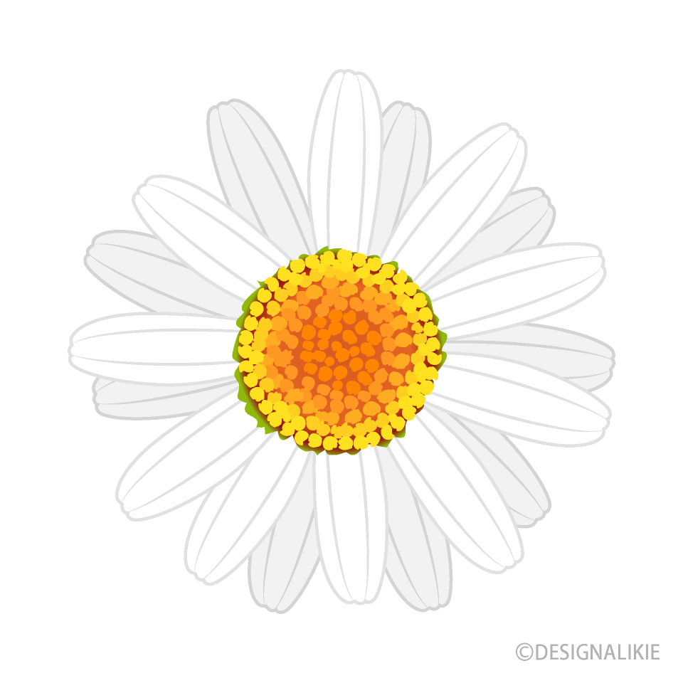 Daisy Flower