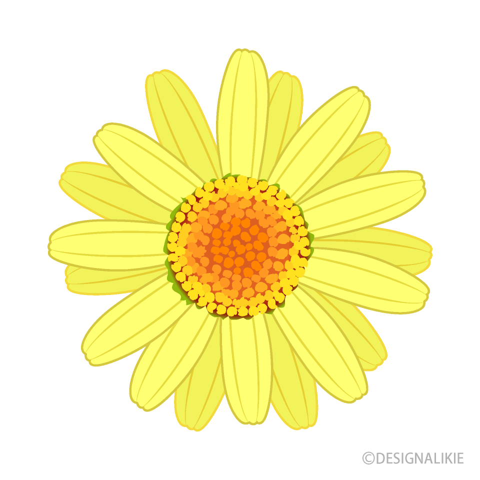 Yellow Daisy Flower