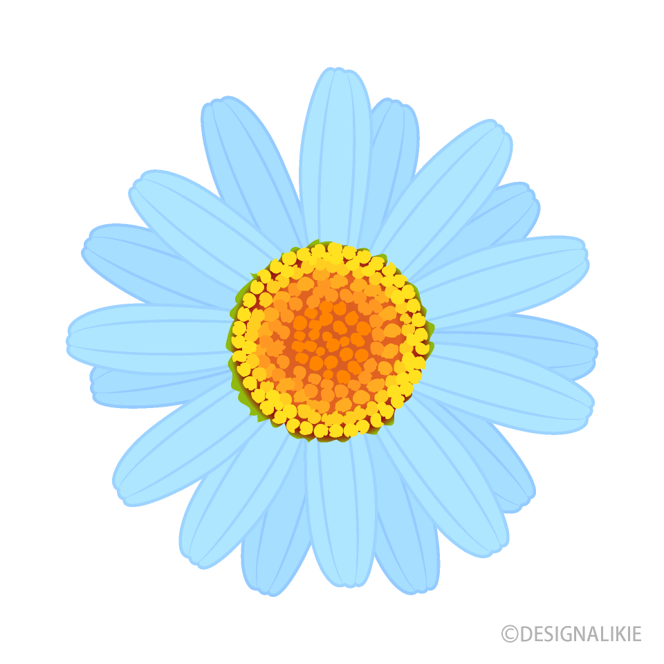 Daisy Rosa
