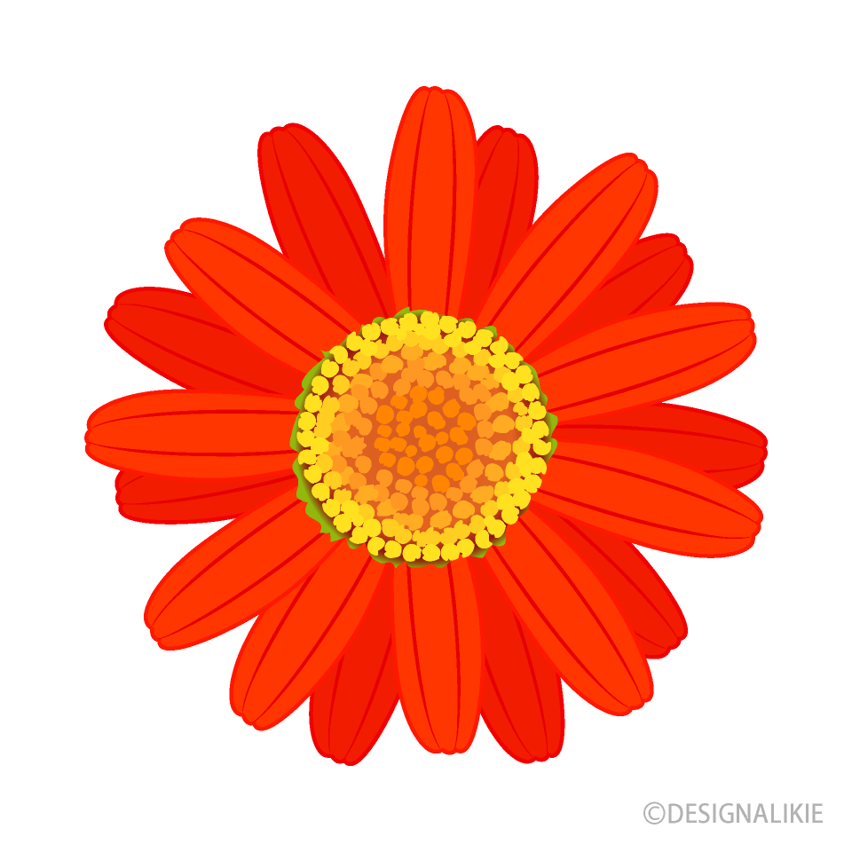 Red Daisy Flower