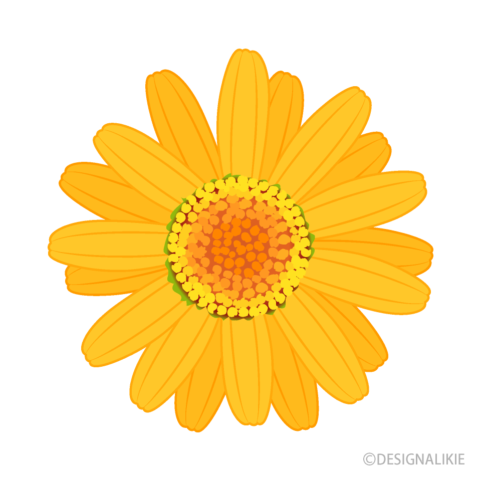 Orange Daisy Flower