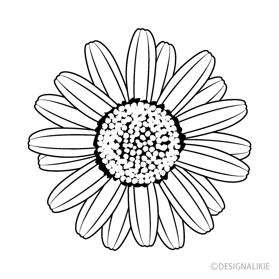 Daisy Encantador Azul