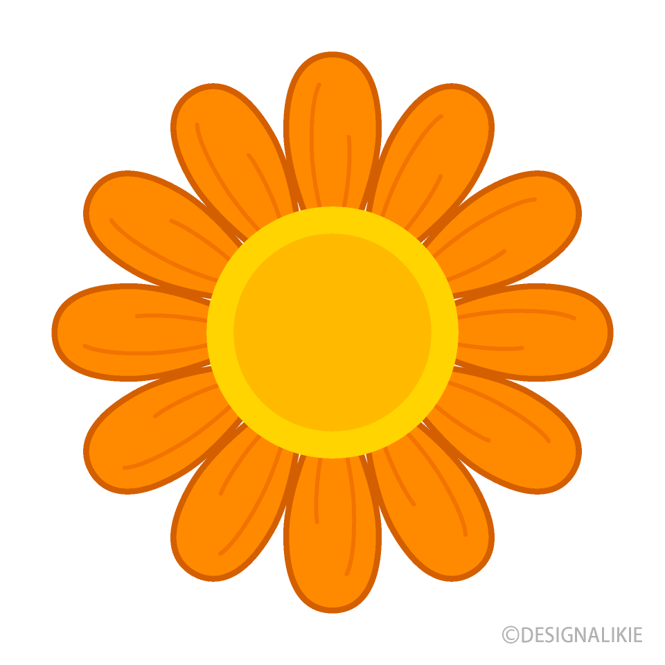 Cute Orange Daisy