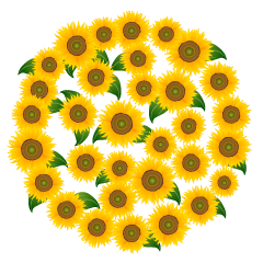 Círculo de Girasoles