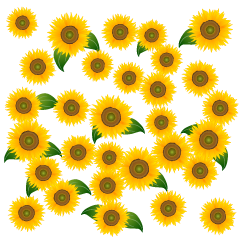 Muchos Girasoles