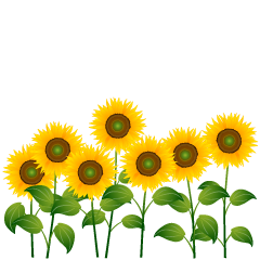 Muchos Girasoles