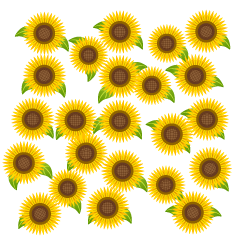 Muchos Girasoles Simples