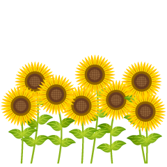 Muchos Girasoles Simples