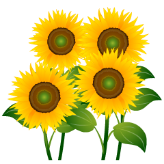 Four Sunflowers