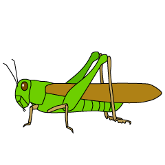 Migratory Locust