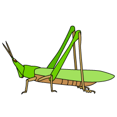 Grasshopper