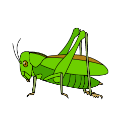 Grasshopper