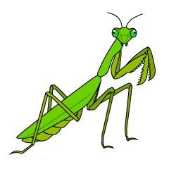 Mantis Religiosa