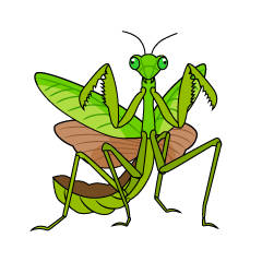 Mantis Amenazante