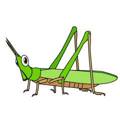 Grasshopper