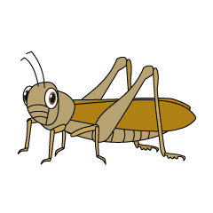 Brown Grasshopper