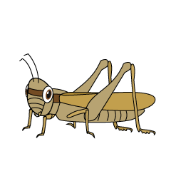 Brown Locust