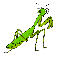 Praying Mantis