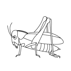 Grasshopper