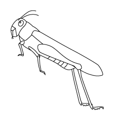 Jumping Locust