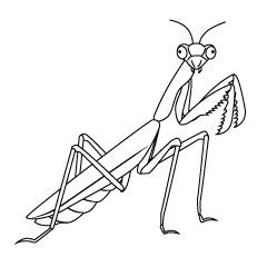 Praying Mantis