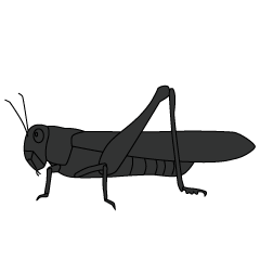 Locust