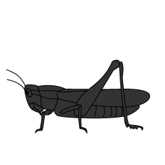 Locust