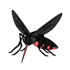 Sucking Mosquito