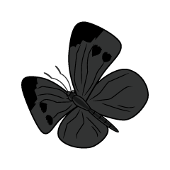 Flying Cabbage Butterfly