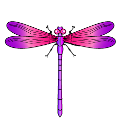 Pink and Purple Dragonfly