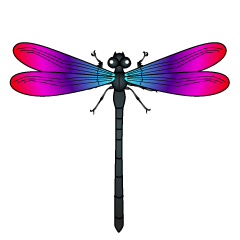 Blue and Pink Dragonfly