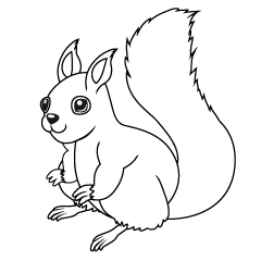 Squirrel