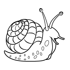 Snail