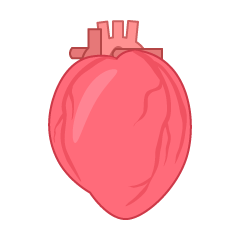 Human Heart