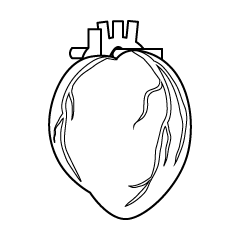 Human Heart