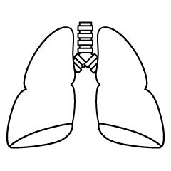 Lung