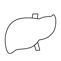 Liver