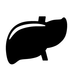 Liver