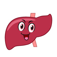 Liver