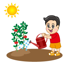 Child Watering Tomato