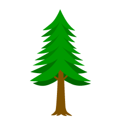 Conifer Tree