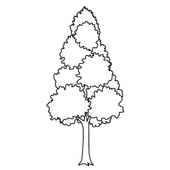 Tall Tree