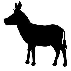 Donkey