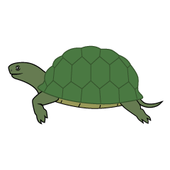 Tortuga