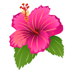 Pink Hibiscus