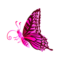 Pink Colorful Butterfly with Side
