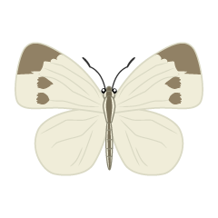 White Butterfly