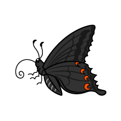 Black Swallowtail Butterfly