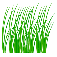 Long Grass